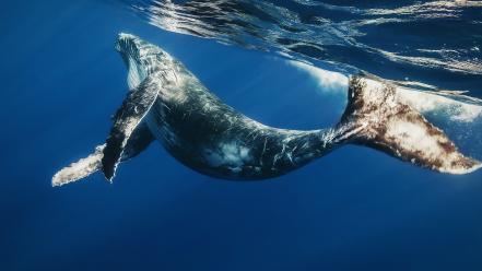 Water animals whales sunlight mammals widescreen sea wallpaper