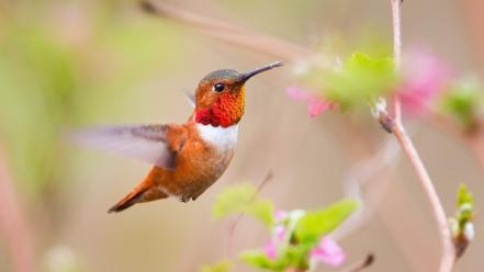 Wildlife hummingbirds birds wallpaper