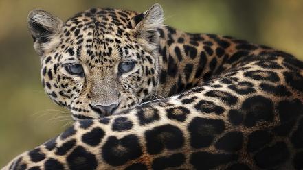 Animals amur leopard wallpaper