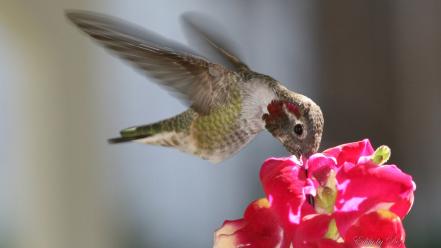 Animals hummingbirds birds wallpaper