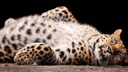 Animals leopards baby amur leopard wallpaper