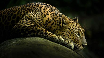 Animals leopards pens mammals sketchy pencil art wallpaper