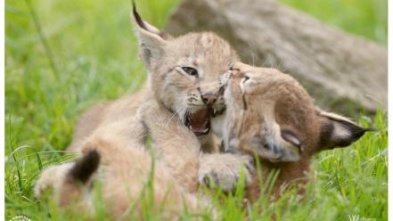 Animals lynx bobcats cubs kittens playing wallpaper