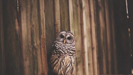 Animals owls wallpaper