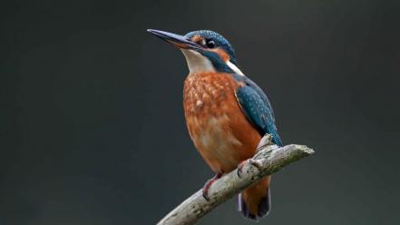 Birds kingfisher common wallpaper