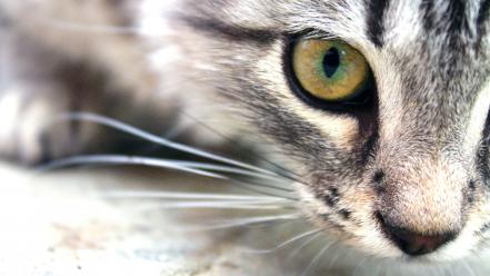 Close-up cats animals wallpaper