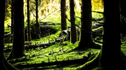 Green nature forest ireland moss wallpaper