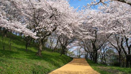 Japan nature cherry blossoms wallpaper