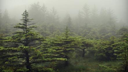 Landscapes trees forest fog scotland evergreen wallpaper