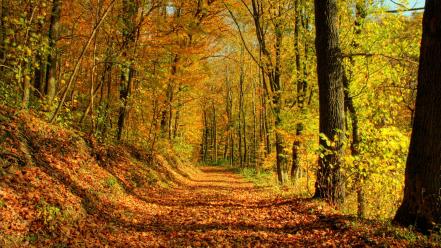 Nature trees forest autumn wallpaper