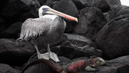 Rocks national geographic reptiles pelican iguana galapagos birds wallpaper