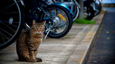 Streets cats animals roads motorbikes pets sidewalks sidewalk wallpaper