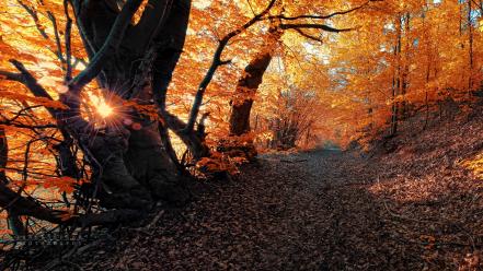 Trees leaves path sunny wallpaper