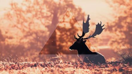 Deer triangle wallpaper