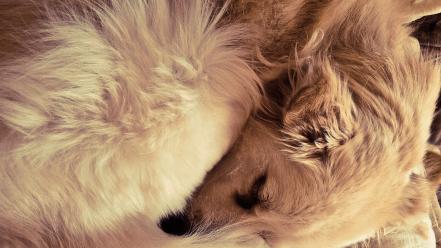 Dogs sleeping wallpaper