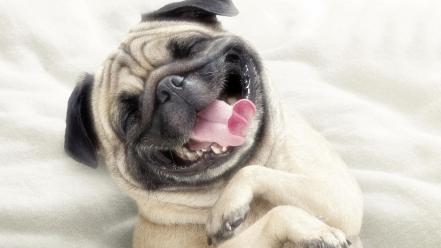 Dogs smiling funny animals wallpaper