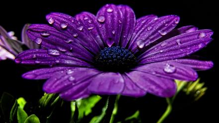 Flowers water drops black background purple wallpaper