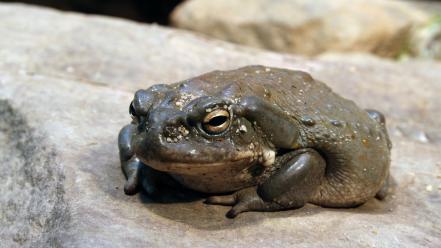 Animals amphibians toads wallpaper