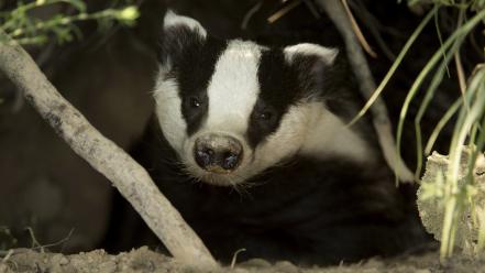 Animals badgers wallpaper