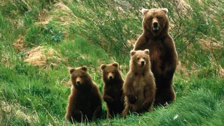 Animals bears baby wallpaper