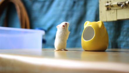 Animals hamsters albino wallpaper