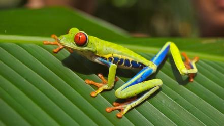 Animals leaves frogs red-eyed tree frog amphibians wallpaper