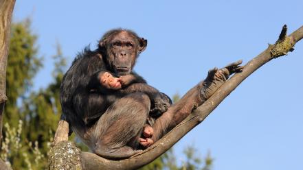 Animals monkeys branches baby wallpaper