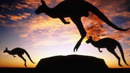 Animals silhouette jumping kangaroos wallpaper