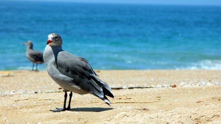 Beach animals birds wallpaper