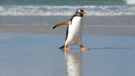 Beach penguins birds wallpaper