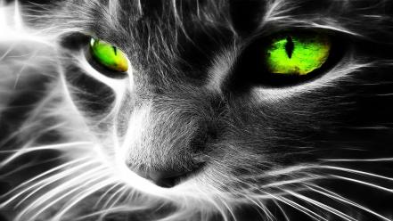 Black and white eyes cats animals green wallpaper