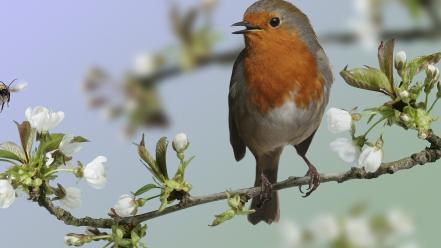 Branches white flowers robins birds wallpaper