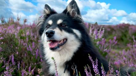Clouds nature flowers animals grass dogs skies wallpaper