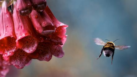 Flowers insects water drops bees pink foxgloves wallpaper