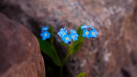 Flowers macro forget-me-nots blue wallpaper