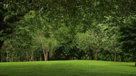 Green landscapes nature trees wood lawn branches wallpaper