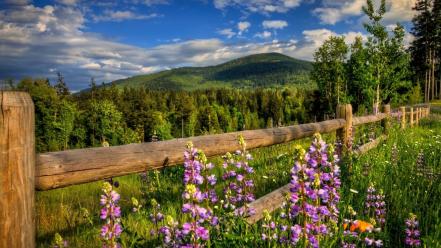 Landscapes nature flowers protection wallpaper