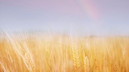 Landscapes nature gold wheat ears sky wallpaper