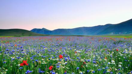 Landscapes nature meadows blue flowers poppies wildflowers wallpaper