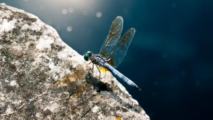 Macro hdr photography dragonflies depth of field wallpaper