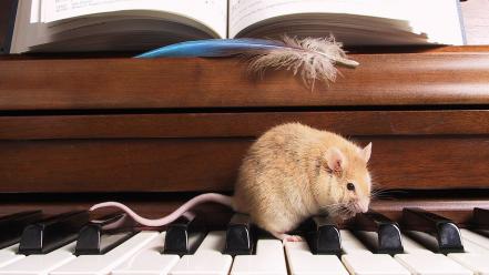 Music piano animals mice wallpaper