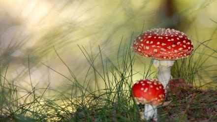 Nature mushrooms amanita muscaria wallpaper