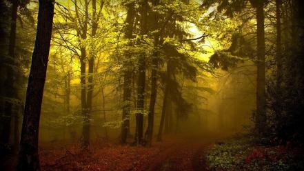 Nature trees wood forest fog track growth wallpaper