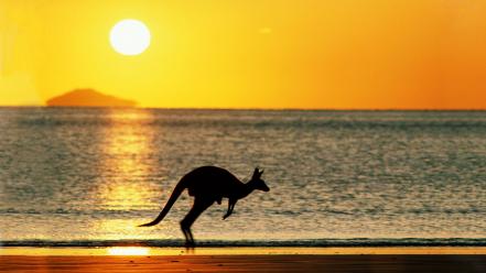 Sun beach animals silhouette kangaroos wallpaper