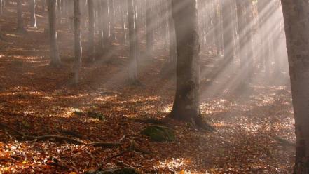 Sun trees wood leaves beams sticks autumn wallpaper