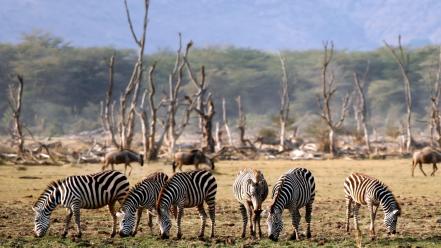 Trees animals zebras eating wallpaper