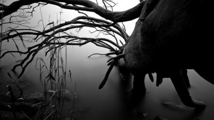 Trees mist monochrome marsh wallpaper