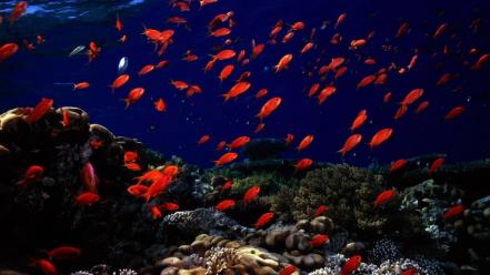Underwater fishes wallpaper