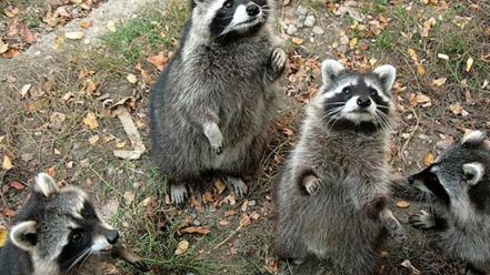 Animals raccoons mammals wallpaper
