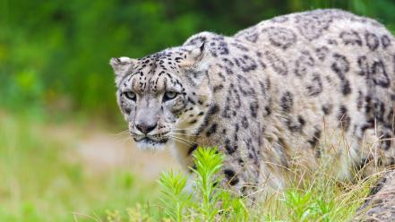 Animals snow leopards wallpaper